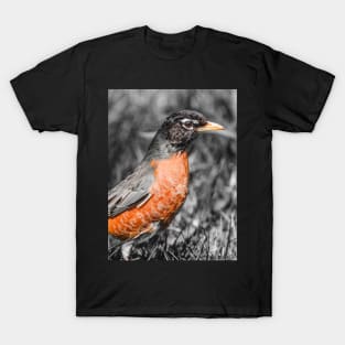 American Robin Isolated Color Photograph T-Shirt